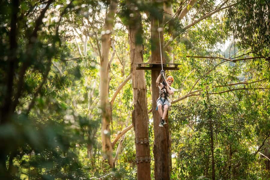 Ourimbah: Central Coast Treetops Adventure Tree Ropes Course - The tree ropes courses: climbing to 17 meters and beyond