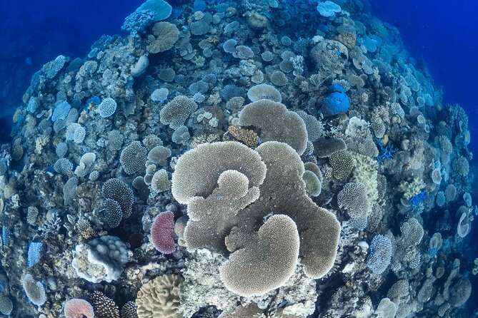 Outer Reef Mackay Cay Sail & Snorkel Adventure from Port Douglas - Snorkel setup and safety: what the marine biologist really adds