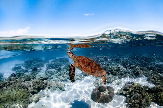 Outer Reef Mackay Cay Sail & Snorkel Adventure from Port Douglas - Coral cay time: turtles, clam gardens, and the kind of “wow” that stays real
