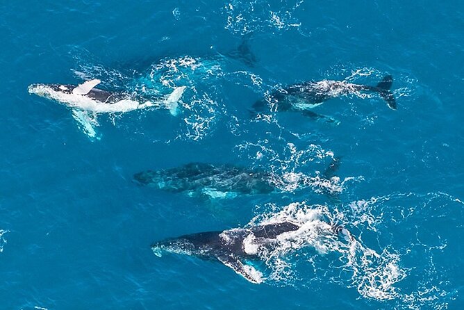 Outer Reef Odyssey - 40 minute Reef Scenic Flight - The pilot-led experience: calm narration and real Q&A