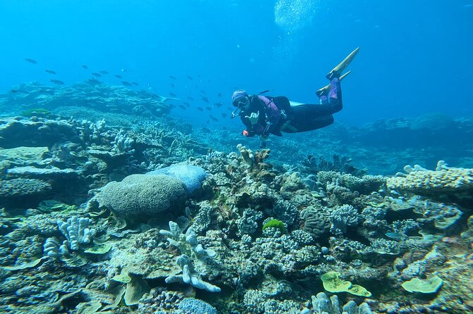 Outer Reef Scuba Diving Day Tour from Agnes Water 1770 - Small group ratios: how a 7-diver setup changes your actual experience