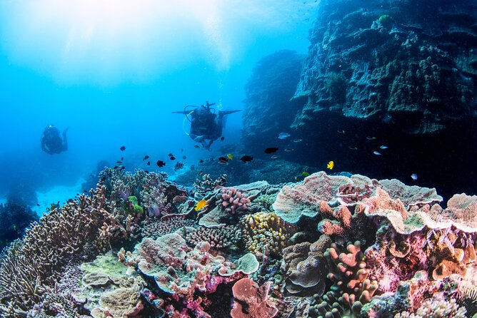 Outer Reef Scuba Diving Day Tour from Agnes Water 1770 - Southern Great Barrier Reef: what you’re hoping to see under the surface