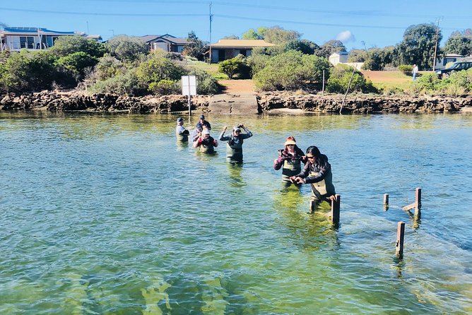 Oyster Farm Tour with Hotel Pick-up and return from Port Lincoln - The Oysters: Pacific Oysters and Native Coffin Bay Angasi