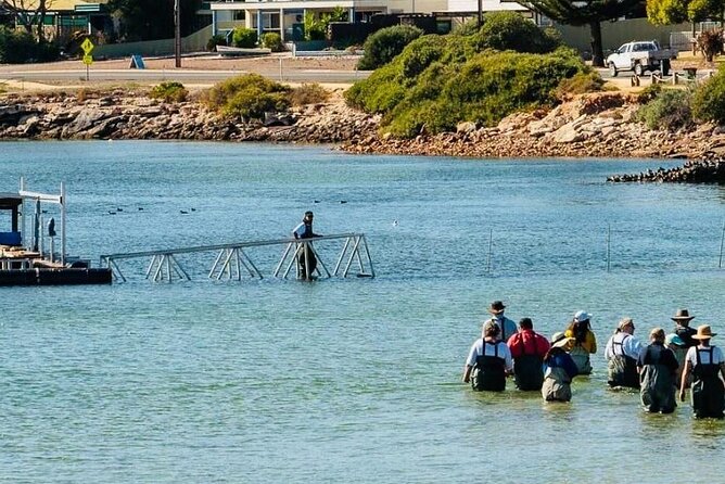 Oyster Farm Tour with Hotel Pick-up and return from Port Lincoln - Upgrades That Change the Meal: Wine, Extra Oysters, and Seafood Platters