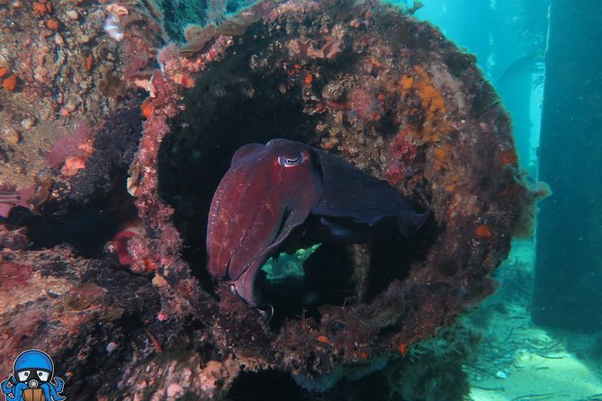 PADI Open Water Course - Rottnest Island on a private boat: the highlight day from Fremantle