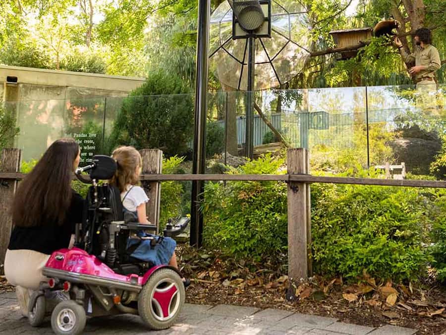 Panda & Friends Tour and a Day at Adelaide Zoo - Key things to know before you go