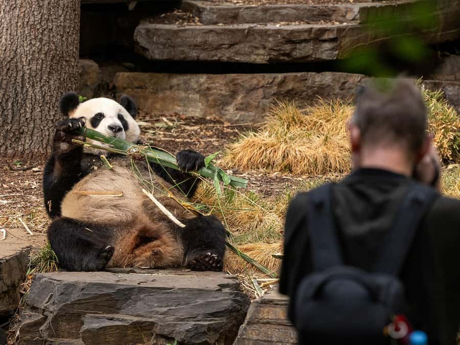 Panda & Friends Tour and a Day at Adelaide Zoo - A Zoo Morning Built Around Pandas and Real Quiet Time
