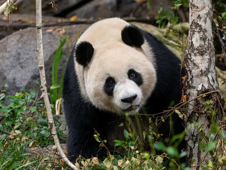 Panda & Friends Tour and a Day at Adelaide Zoo - Private Giant Panda Viewing of Yi Lan and Xing Qiu