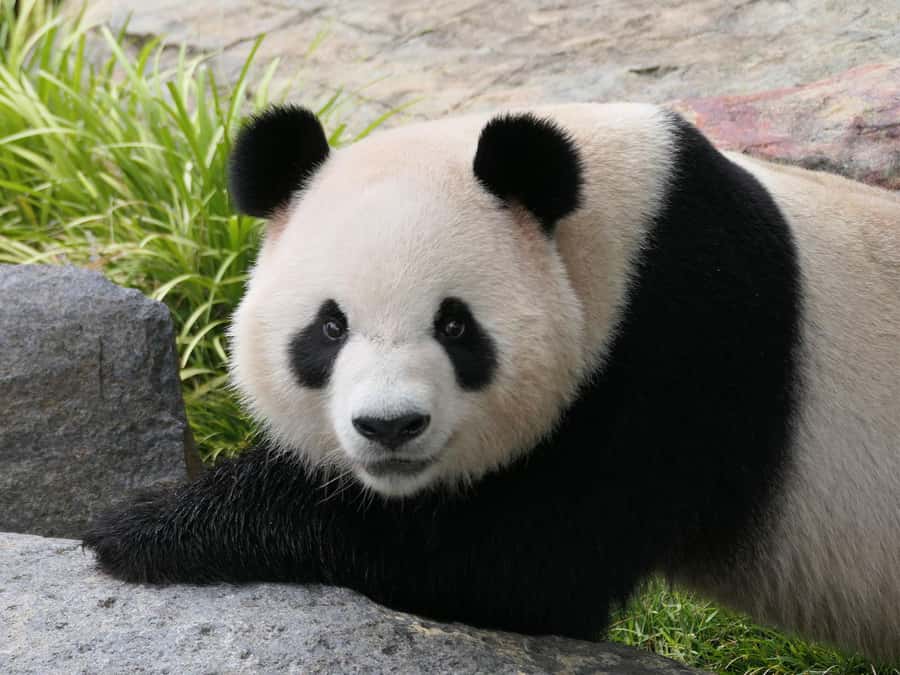Panda & Friends Tour and a Day at Adelaide Zoo - Morning Tea at the Wisteria Café: A Nice Reset