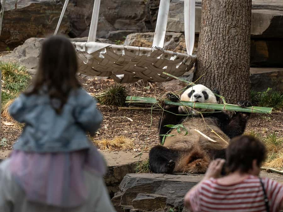 Panda & Friends Tour and a Day at Adelaide Zoo - Practical Tips: Shoes, Pace, and Expectations