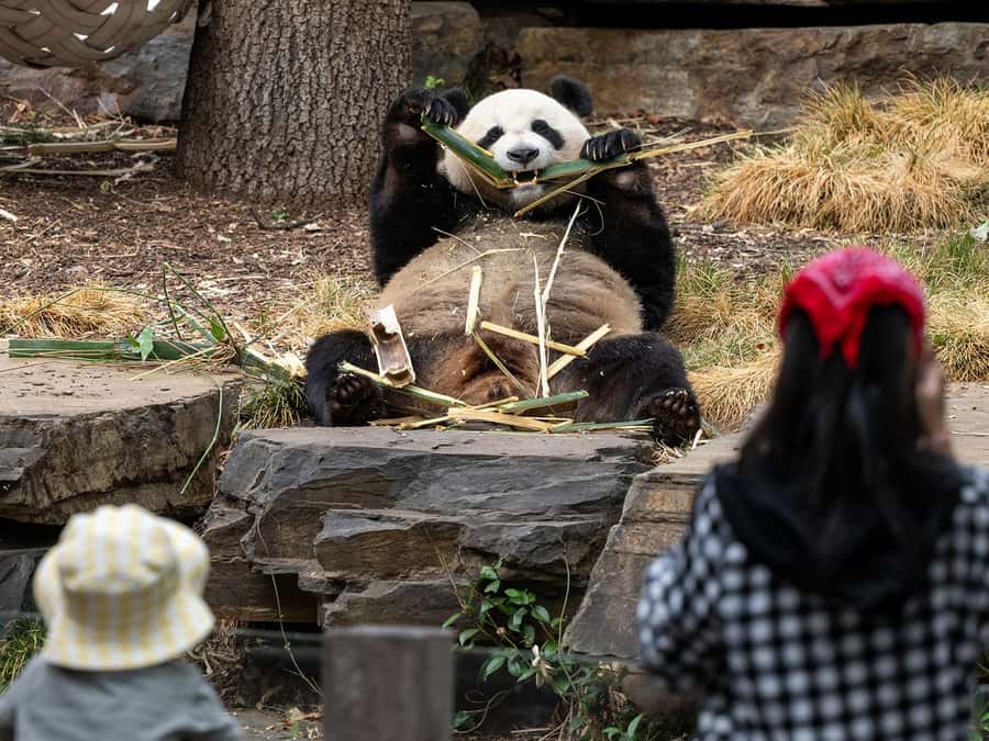 Panda & Friends Tour and a Day at Adelaide Zoo - Who Should Book Panda & Friends at Adelaide Zoo