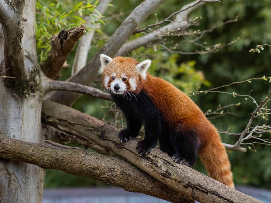 Panda & Friends Tour and a Day at Adelaide Zoo - Check-In at Adelaide Zoo and the Early-Start Advantage