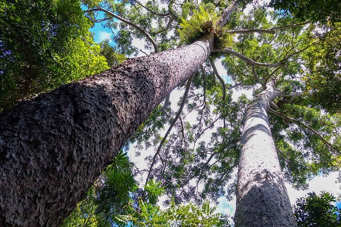 Paronella Park and Millaa Millaa Falls Full-day Tour from Cairns - Getting started: Cairns departure and Walsh’s Pyramid photo moment