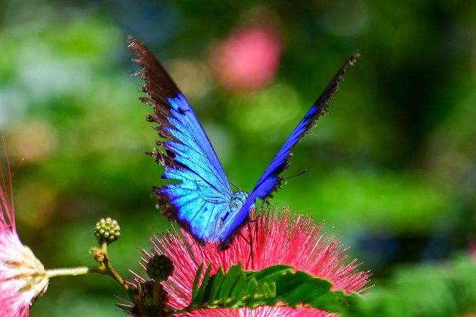Paronella Park and Millaa Millaa Falls Full-day Tour from Cairns - Paronella Park: Spanish-style castles in the rainforest