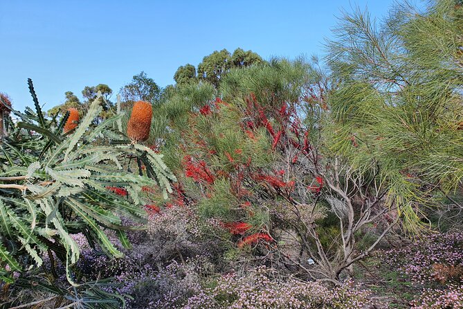 Pedals & Petals - Discovering Wildflowers Bike Tour Kings Park - Why Kings Park Wildflower Festival + biking is a smart combo