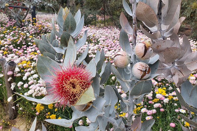 Pedals & Petals - Discovering Wildflowers Bike Tour Kings Park - Bikes, pace, and fitness: is 2 hours right for you?