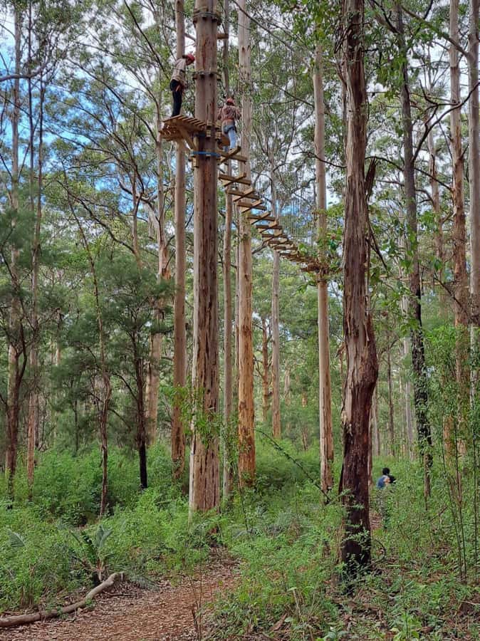 Pemberton: 2.5h Ultimate Ziplines & High Ropes Experience - Key things that make this pass worth your time