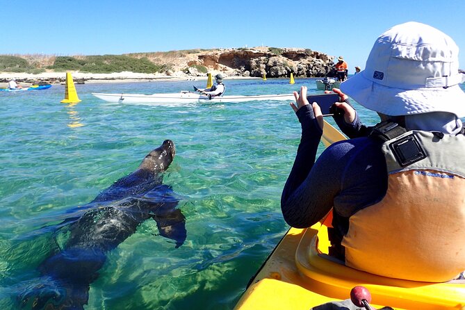 Penguin and Seal Islands Sea Kayaking Experience - Snorkeling Add-On: Only Dec to Mar on the Inshore Reefs