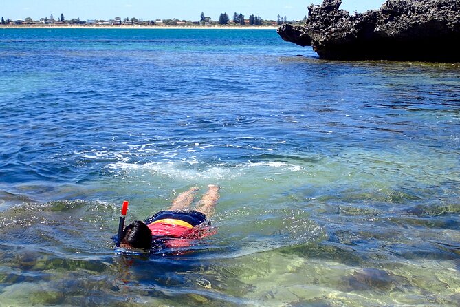 Penguin and Seal Islands Sea Kayaking Experience - What You Get for $142.01: Value You Can Feel in the Small Stuff