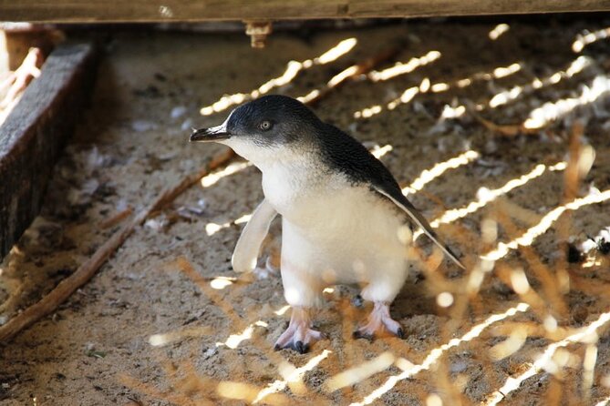 Penguin and Seal Islands Sea Kayaking Experience - Tips That Make the Day Easier on Your Body