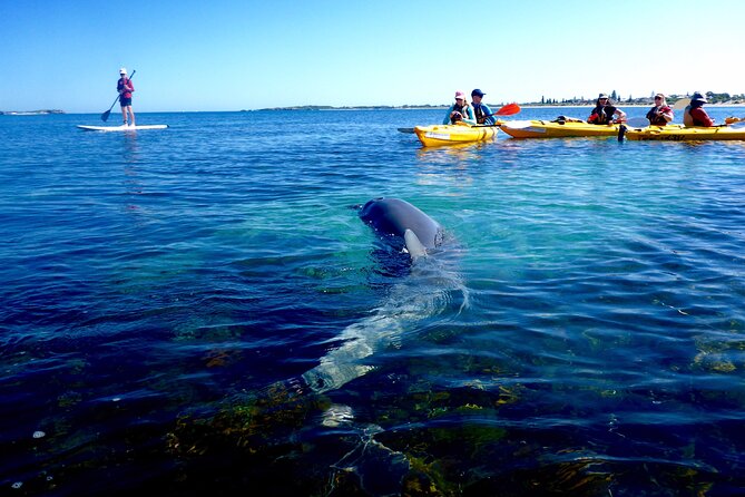 Penguin and Seal Islands Sea Kayaking Experience - Getting Comfortable in Double Sit-In Kayaks (Even If You’re New)