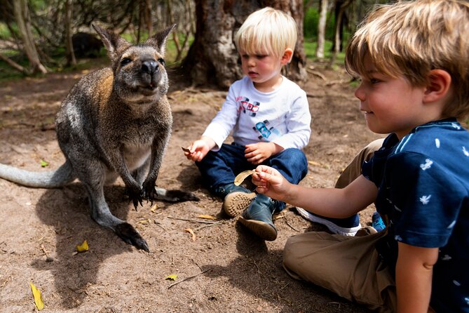 Peninsula Nature Tour - Moonlit Sanctuary: up close with koalas, kangaroos, and more