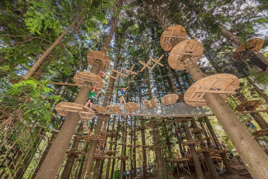 Pennant Hills: Tree Ropes Course Session - Pennant Hills aerial fun: why this ropes course feels different