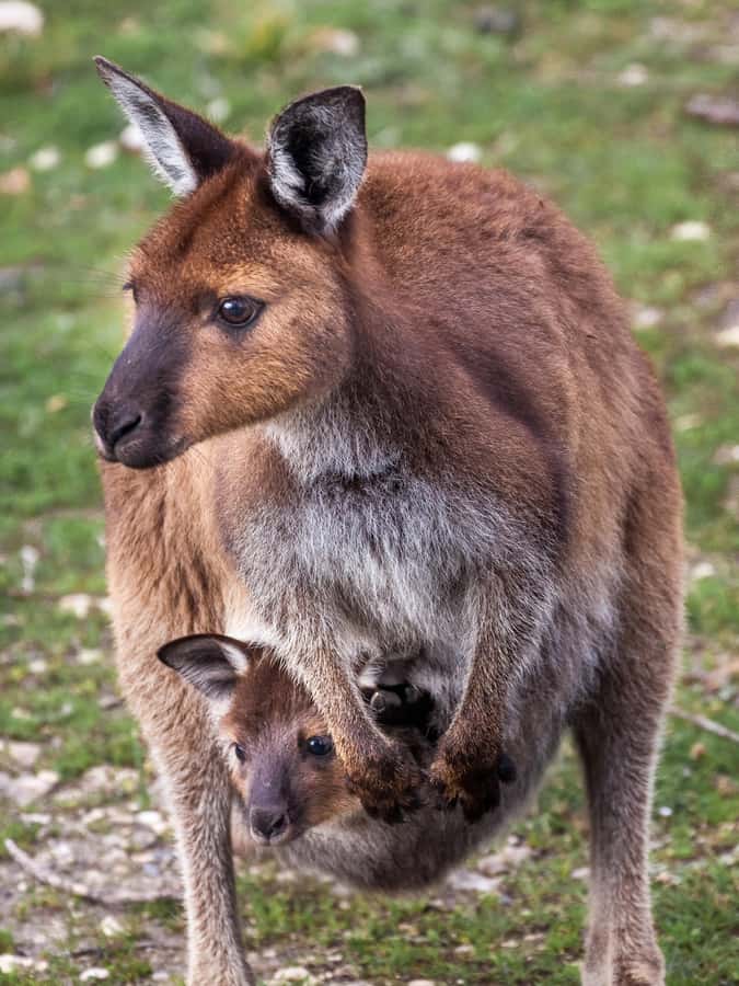 Penneshaw: Shore Excursion Kangaroo Island Scenic Tour - How 7 hours actually feels: pacing, photos, and road time
