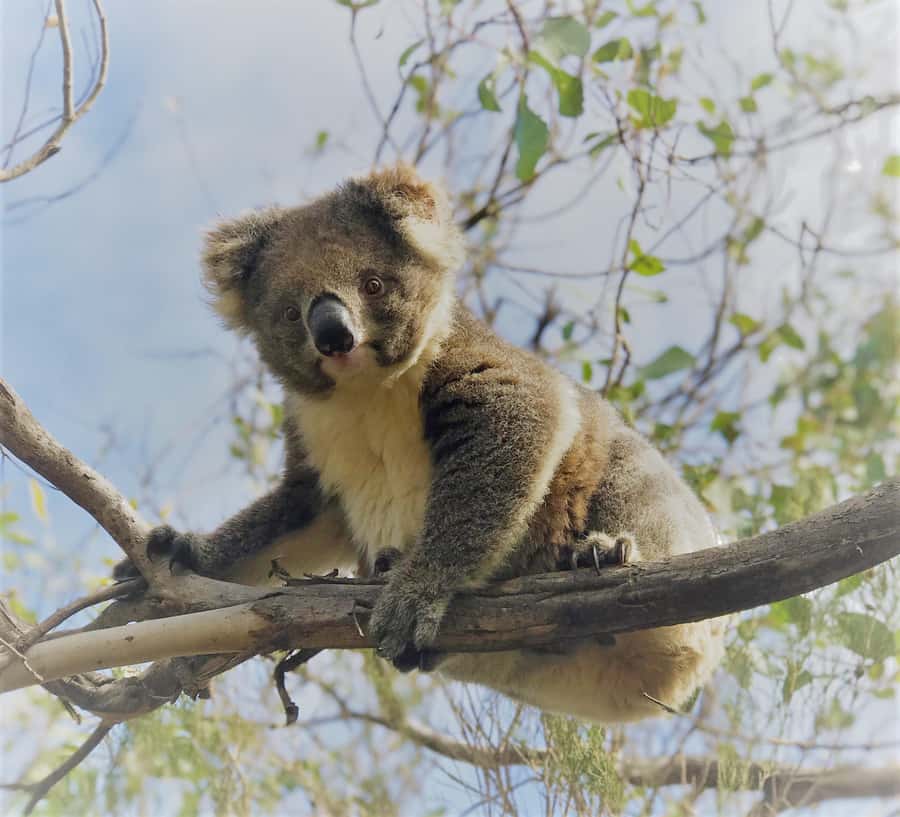 Penneshaw: Shore Excursion Kangaroo Island Scenic Tour - Food, comfort, and what to pack when the sea air gets serious