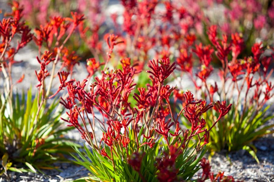 Perth: 4-Day Monkey Mia Pink Lake Coastal Loop Comfort Tour - Who should book this tour, and who should skip it