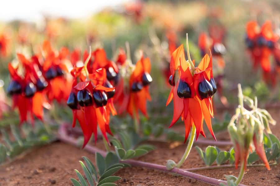 Perth: 7 Day Exmouth Explorer & Ningaloo Reef Return Perth - Kalbarri’s Murchison Gorge: Nature’s Window plus optional thrills
