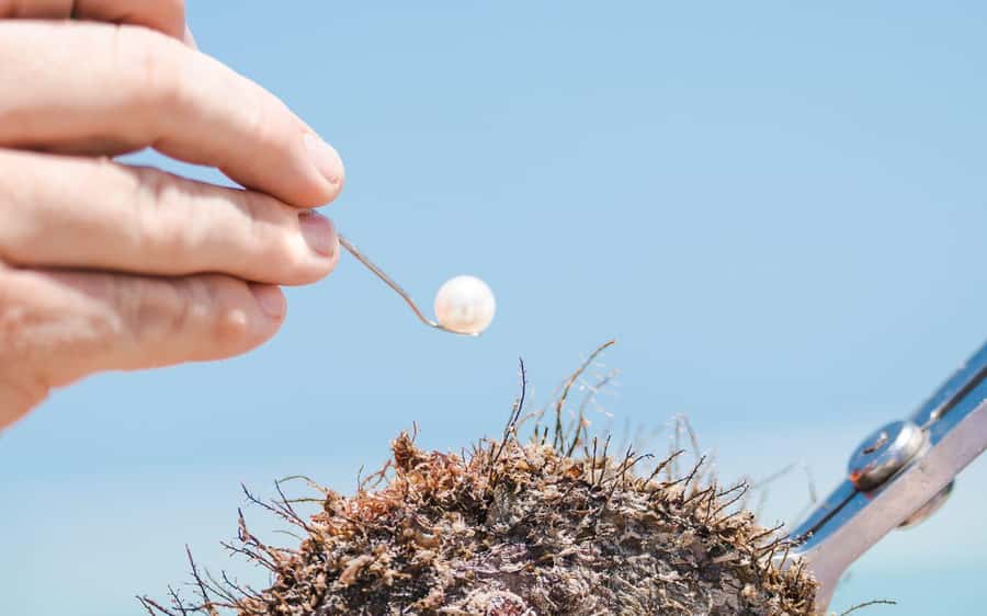 Perth: Harvest Your Own Pearl Experience - Pearl Meat Canapé and Sparkling Wine: The Taste of What Makes Pearls Interesting