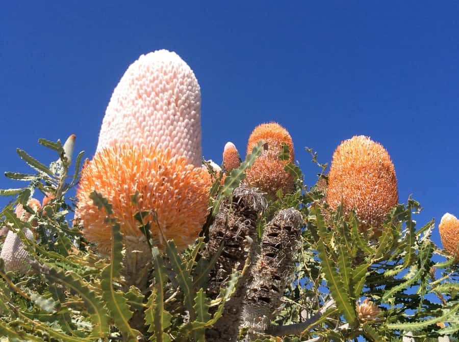 Perth: Pinnacles and Swan Valley Wine Day Tour with Lunch - The bus, the guide, and why group size matters