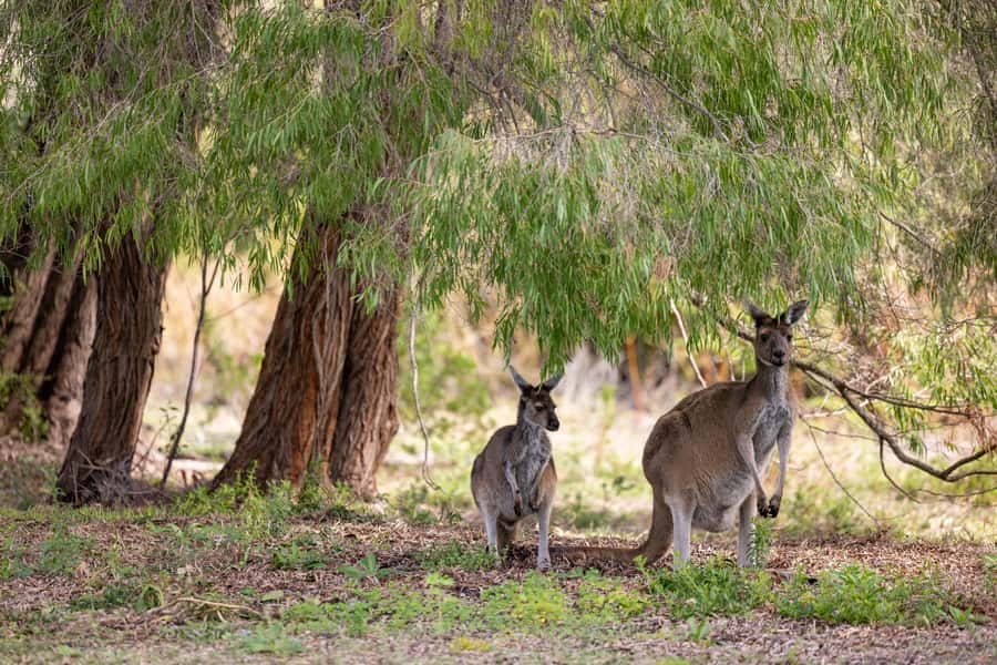 Perth: Pinnacles Desert Lobster Tour with Morning Tea - Should you book this tour?