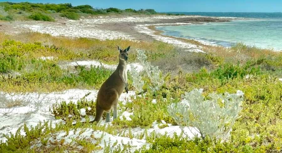 Perth: Pinnacles Stargazing, Sandboarding & Beach Kangaroos - A Perth day that actually feels like a full adventure
