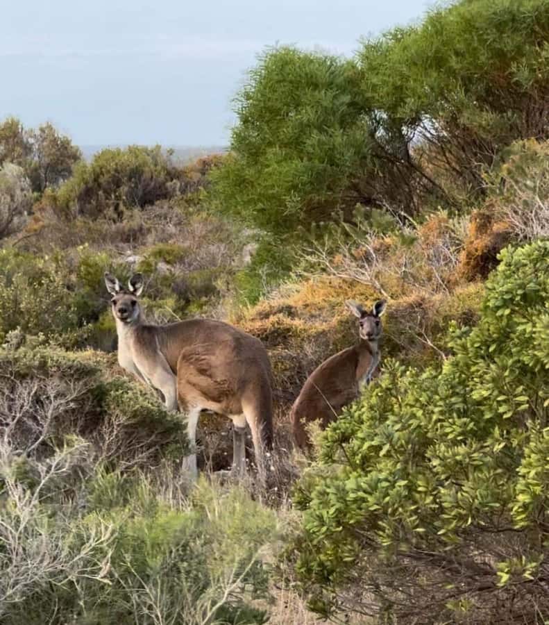 Perth: Pinnacles Stargazing, Sandboarding & Beach Kangaroos - Coastal drives and ocean views: the in-between moments count