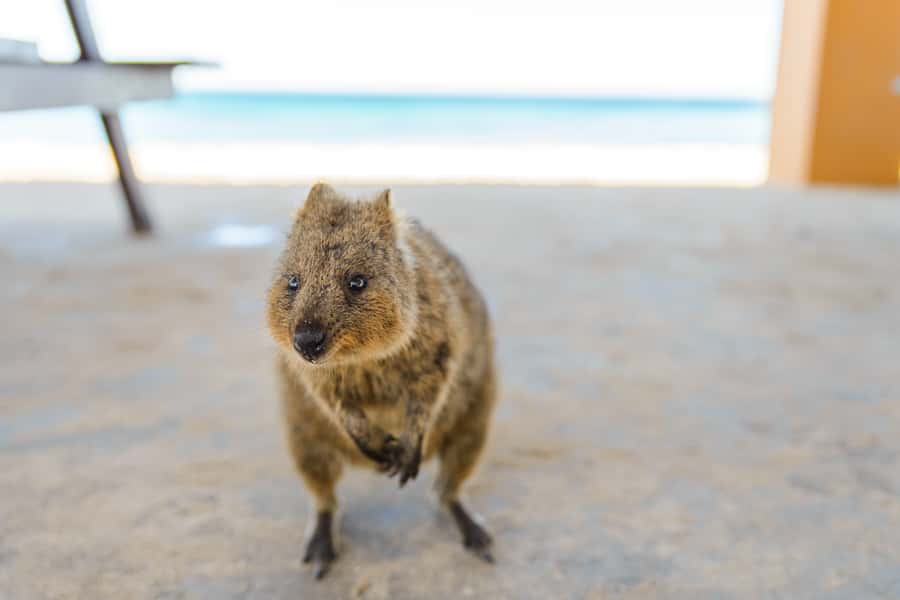 Perth: Rottnest Island Ferry, Bike, Coffee & Lobster Roll - How to choose a trail when you only have one day