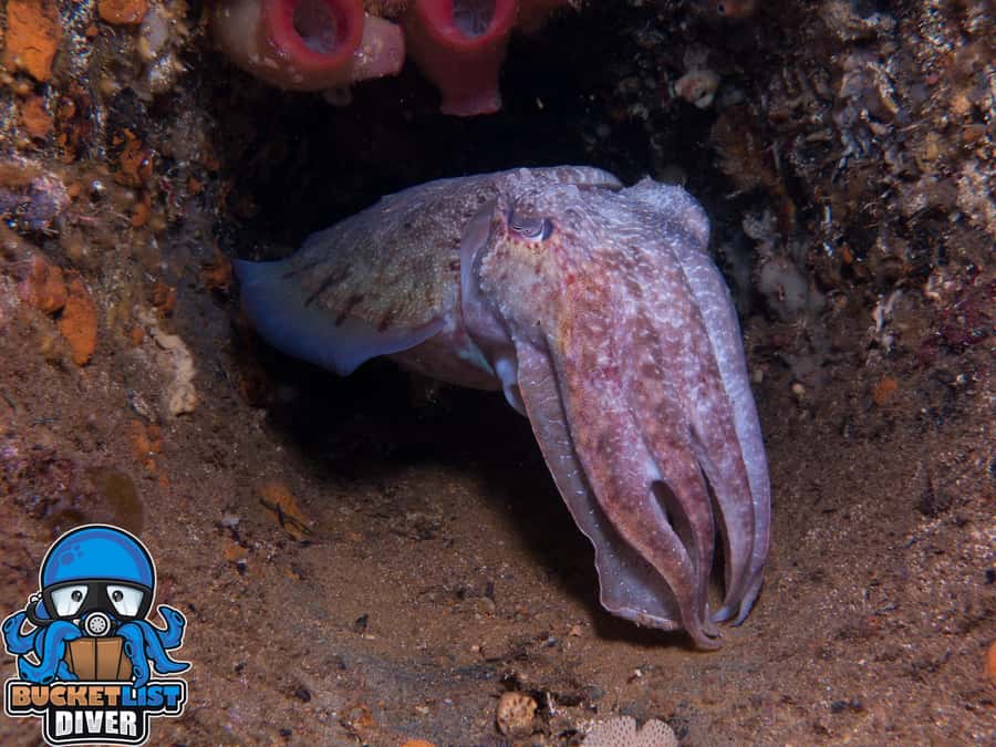 Perth: Rottnest Island Scuba Diving Day Trip-Certified Diver - Key points before you go