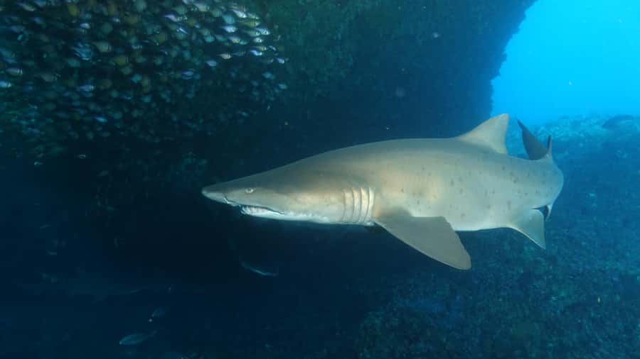 Perth: Rottnest Island Scuba Diving Day Trip-Certified Diver - Rottnest reef areas like Roe Reef and Shark Cave