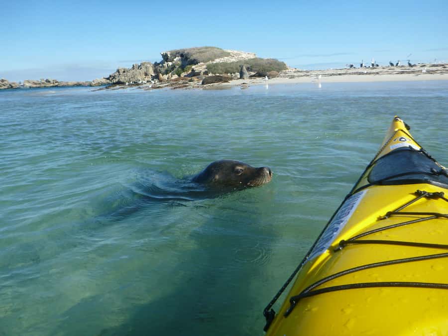 Perth: Shoalwater Islands Marine Park Sea Kayaking Tour - Rivergods Since 1993: Comfort, Safety, and Real Local Know-How