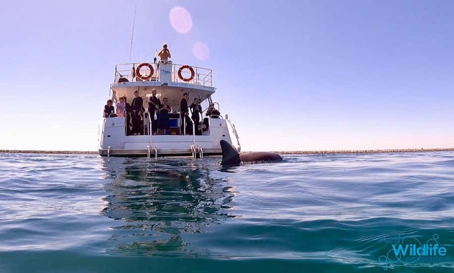 Perth: Swim with Wild Dolphins Tour - Key things that make this dolphin swim memorable