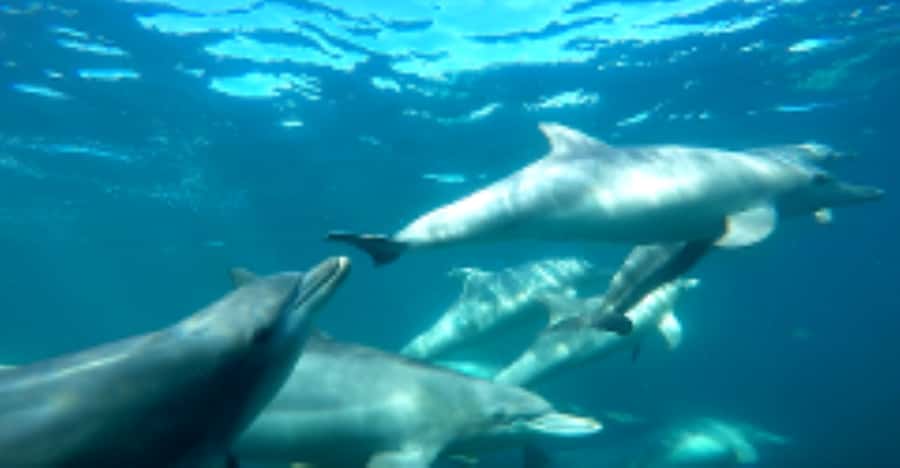 Perth: Swim with Wild Dolphins Tour - Rockingham from Perth: why this day feels like a real escape