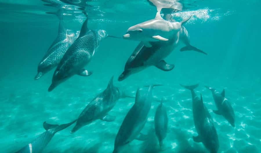 Perth: Swim with Wild Dolphins Tour - How the swim works: snorkel lessons, dolphin rules, and fair rotations