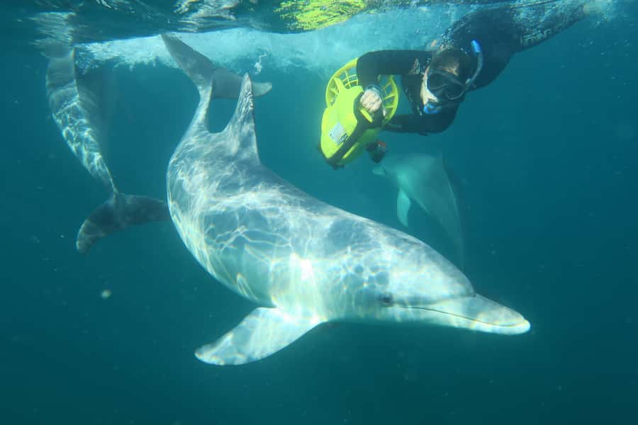 Perth: Swim with Wild Dolphins Tour - Price and value at $211: what you’re actually paying for