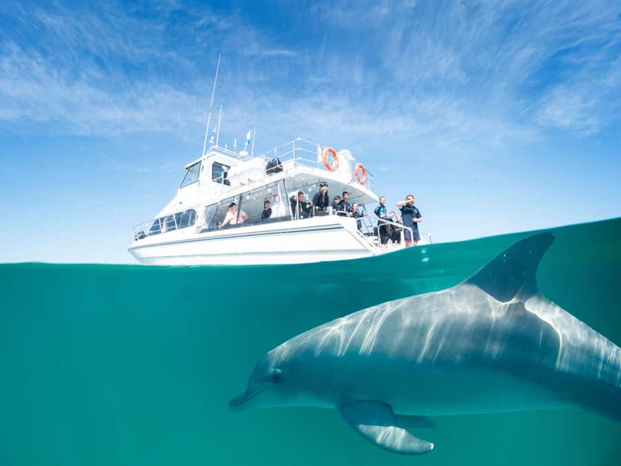 Perth: Swim with Wild Dolphins Tour - The luxury dolphin swim boat and what it does for your comfort