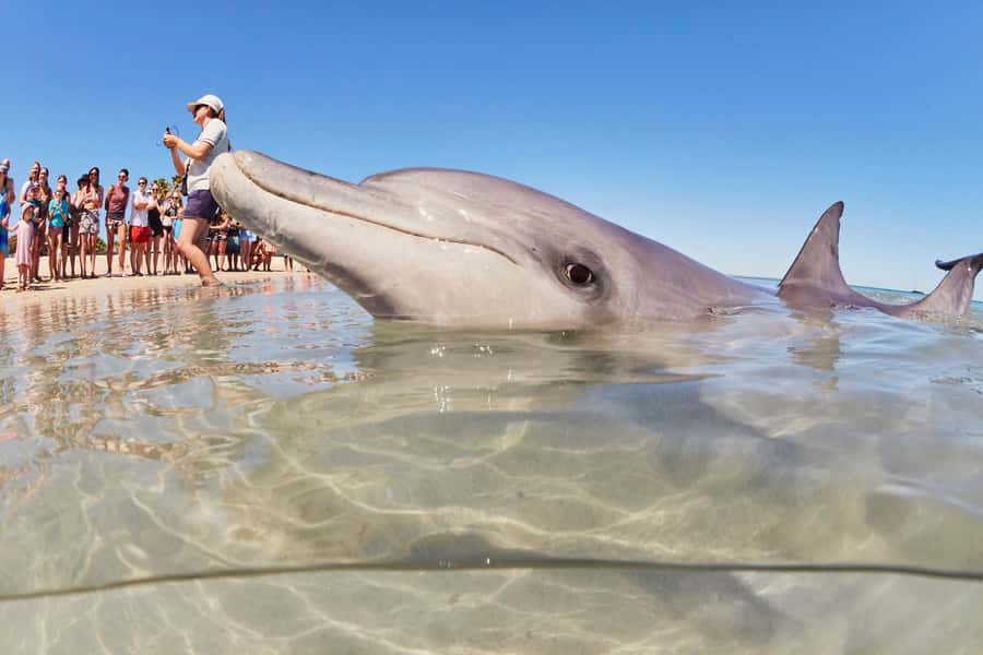 Perth to Exmouth: 6-Day Ningaloo Reef & Coral Coast Tour - Key highlights worth planning for
