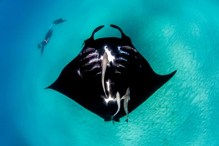 Perth to Exmouth: 6-Day Ningaloo Reef & Coral Coast Tour - Kalbarri gorges: Skywalk, Nature’s Window, and the Z-Bend hike