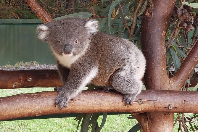 Perth Wildlife Park & City Highlights - Premium Small Group Tour - Kings Park and the Botanic Garden: the views you can’t fake