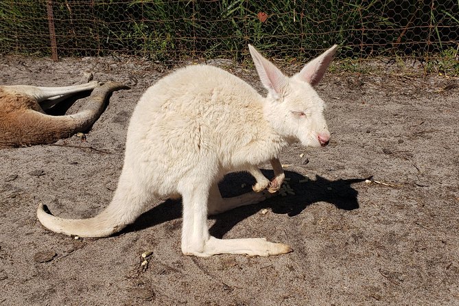 Perth Wildlife Park & City Highlights - Premium Small Group Tour - Who this Perth highlights tour is for (and who it might not suit)