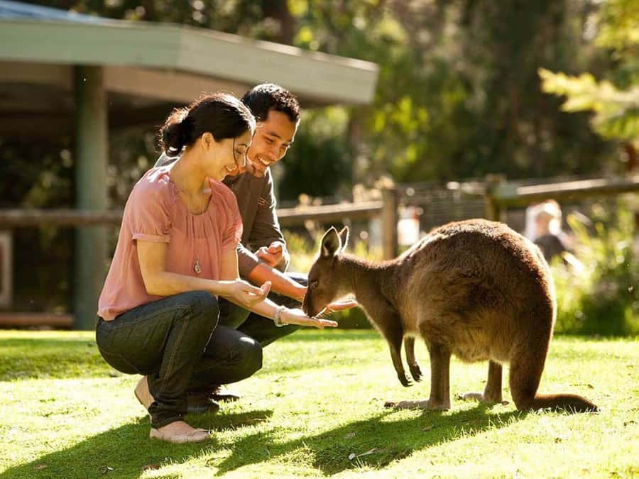 Perth Wildlife Park & City Highlights - Small Group Tours - Swan Valley Wine Tasting and Lunch That Doesn’t Feel Like a Squeeze